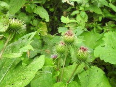 Arctium lappa