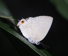 Strephonota tephraeus