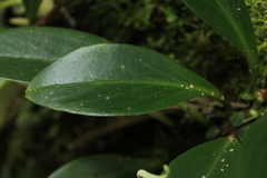 Peperomia obtusifolia