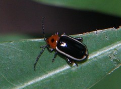 Disonycha dorsata