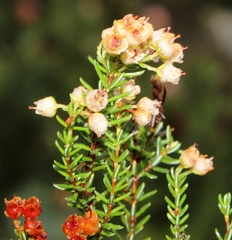 Erica lateralis