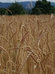 Triticum spelta