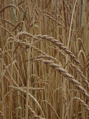 Triticum spelta