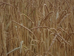 Triticum spelta