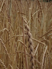 Triticum spelta
