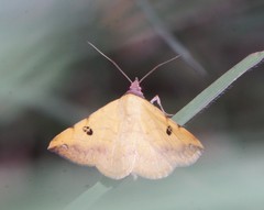 Hemeroplanis