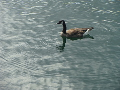 Branta canadensis