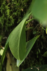 Peperomia obtusifolia