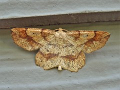 Euchlaena deplanaria
