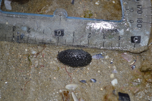 Celtic Sea Slug