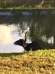 Anhinga anhinga