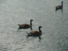 Branta canadensis