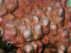 Millepora exaesa