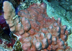 Millepora exaesa