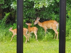 Odocoileus virginianus