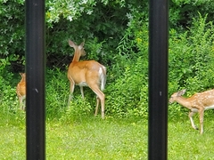 Odocoileus virginianus