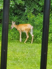 Odocoileus virginianus
