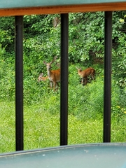 Odocoileus virginianus