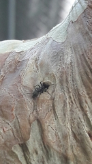 Dolichoderus bispinosus