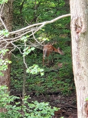 Odocoileus virginianus