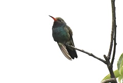 Cynanthus latirostris