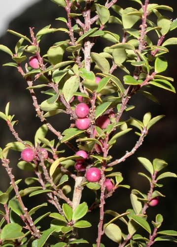 African Boxwood