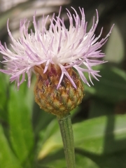 Cheirolophus burchardii