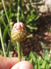 Cheirolophus burchardii