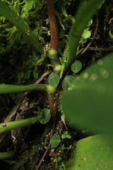Peperomia obtusifolia