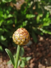 Cheirolophus burchardii