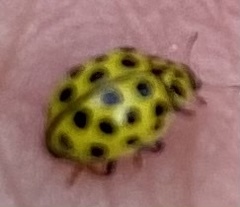 Psyllobora vigintiduopunctata