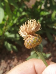 Cheirolophus burchardii