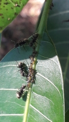 Dolichoderus bispinosus