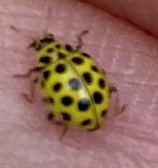 Psyllobora vigintiduopunctata