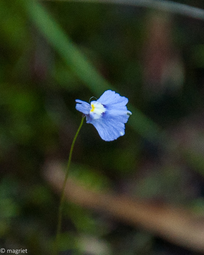 Utricularia bisquamata (Utricularia bisquamata)