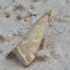 Loxostege munroealis