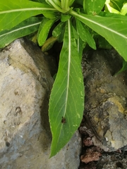 Cheirolophus burchardii