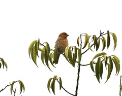 Haemorhous mexicanus