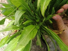 Cheirolophus burchardii