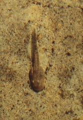 Heleophryne purcelli