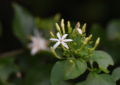 Jasminum multipartitum