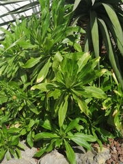 Cheirolophus burchardii