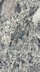 Dolichoderus bispinosus