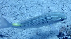 Scolopsis ghanam