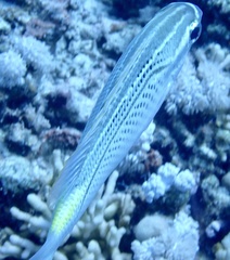 Scolopsis ghanam