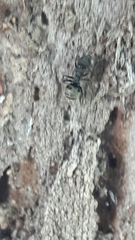 Dolichoderus bispinosus