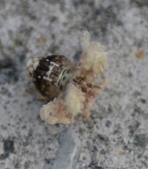 Ricania speculum