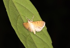 Herpetogramma basalis