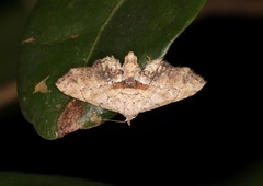 Hypenagonia