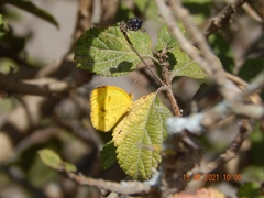 Pyrisitia dina